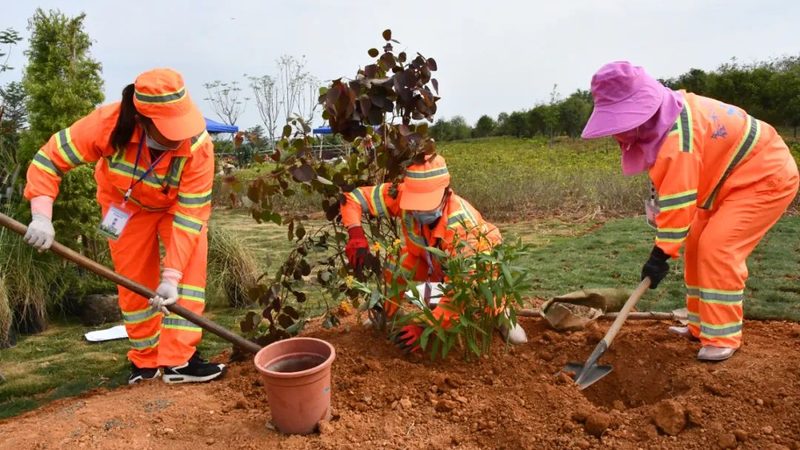 苗木种植技术视频教程：掌握关键步骤，提升成活率**