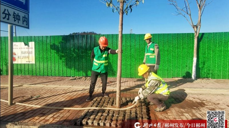 苏州园林常用苗木规格参考：标准与选购要点