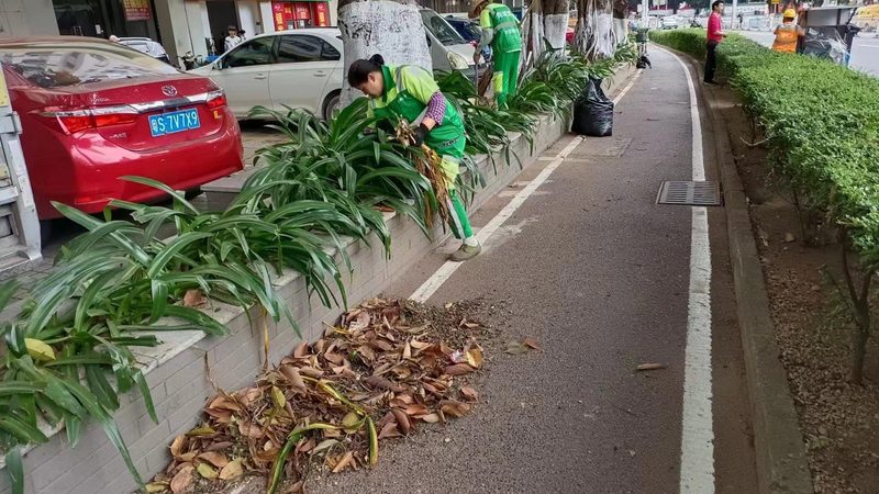 绿植租摆：种类、规格与参数全解析