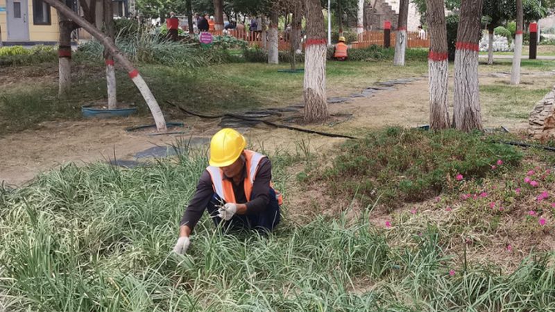 小区绿化植物搭配设计，打造宜居生态家园