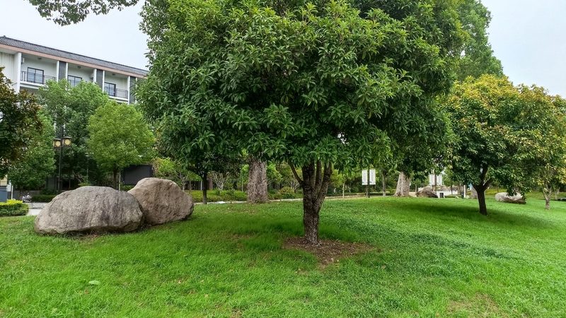 耐寒果树苗品种选择：如何兼顾生态效益与经济效益**