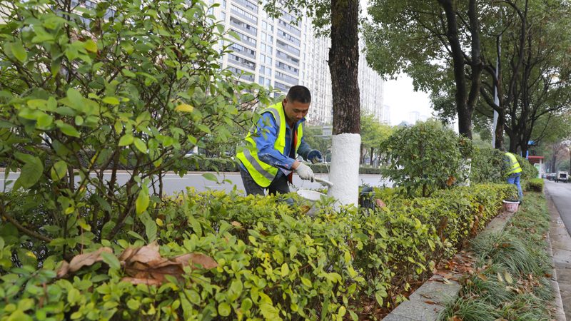 市政绿化养护规范与标准：区别与要点解析